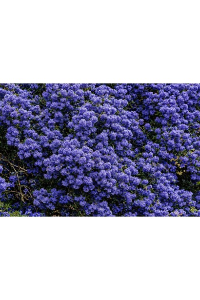 Ceanothus Конча цвітіння
